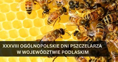 XXXVIII Ogólnopolskie Dni Pszczelarza w województwie podlaskim - zdjęcie przedstawia pszczoły w ulu na plastrze miodu w dużym zbliżeniu na plaster